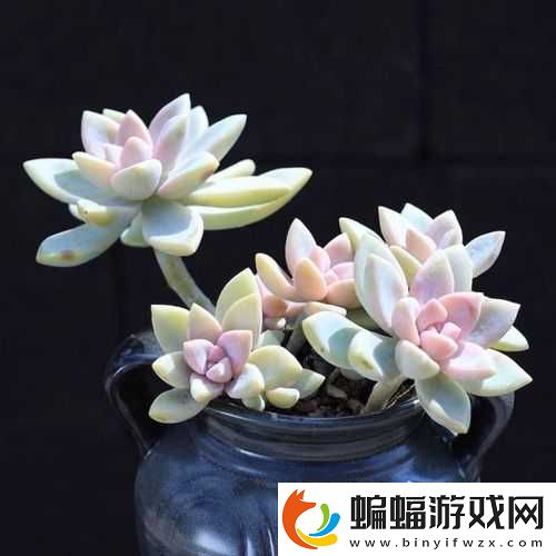 皇家共享小公主多肉養(yǎng)護(hù)方法