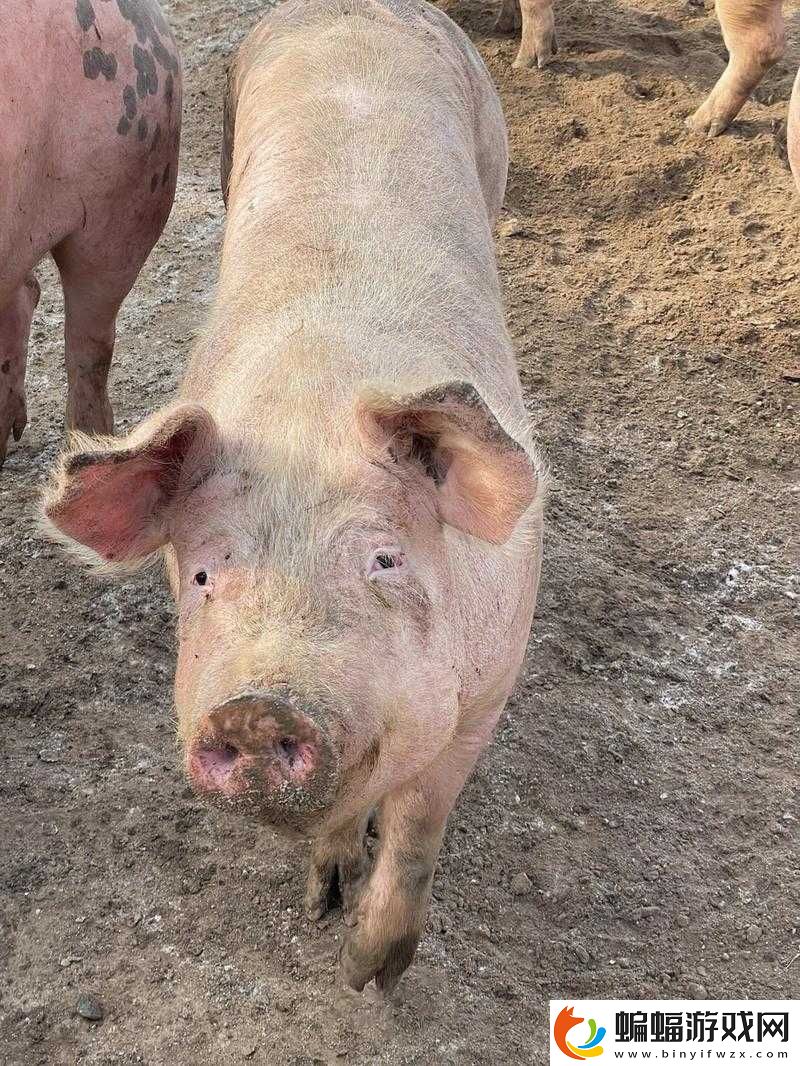 人是萬物之靈豬的快樂生活狗的忠誠伙伴