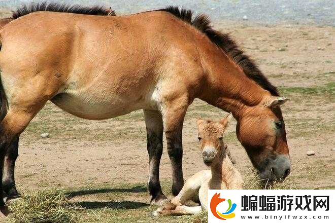 野外