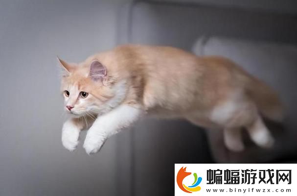 “瘋貓獨徑”